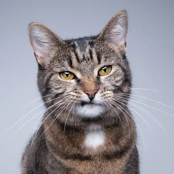 Eine Katze wird untersucht