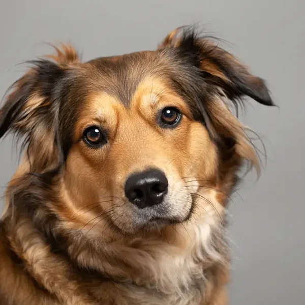 Eine schwarz-weisse Katze schaut in die Kamera
